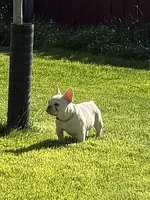 Brandon, a male French Bulldog for sale in Mountain Home, ID – 2 of 10