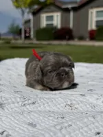 Tiny Tot, a male French Bulldog for sale in Mountain Home, ID – 4 of 7