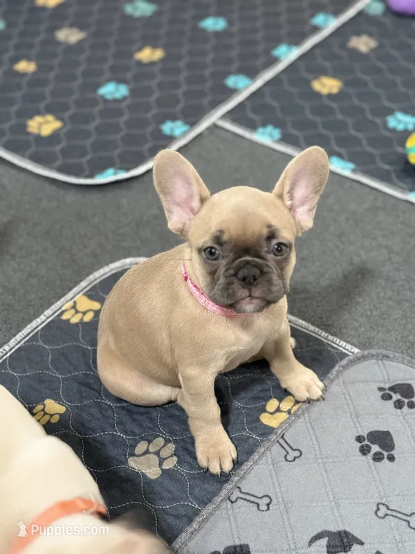 Monica – French Bulldog puppy for sale in Mountain Home, ID