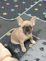 Monica, a female French Bulldog for sale in Mountain Home, ID – 1 of 4