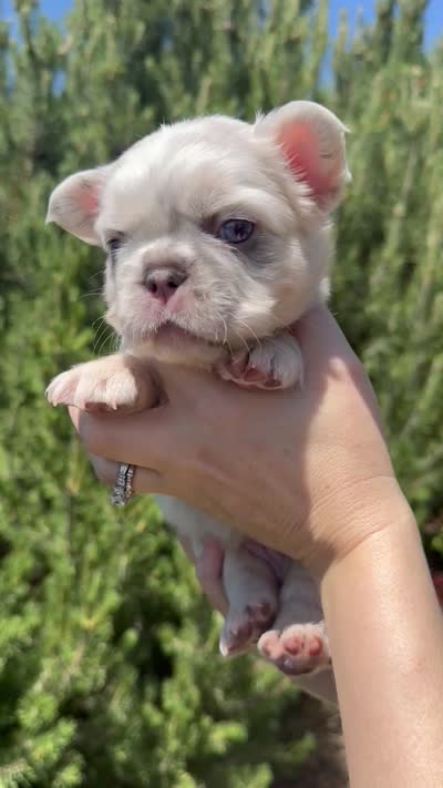 Mayhem , a male French Bulldog for sale in Mountain Home, ID – 8 of 8