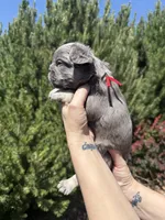 Tiny Tot, a male French Bulldog for sale in Mountain Home, ID – 6 of 7