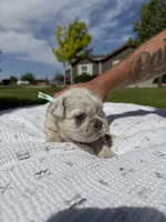 Mayhem , a male French Bulldog for sale in Mountain Home, ID – 4 of 8