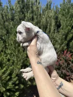 Mayhem , a male French Bulldog for sale in Mountain Home, ID – 6 of 8