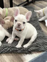 Julius, a male French Bulldog for sale in Mountain Home, ID – 5 of 5