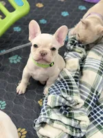 Brandon, a male French Bulldog for sale in Mountain Home, ID – 5 of 6