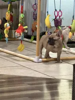 Monica, a female French Bulldog for sale in Mountain Home, ID – 3 of 4