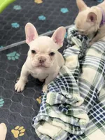 Bean, a male French Bulldog for sale in Mountain Home, ID – 2 of 3