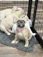 Monica, a female French Bulldog for sale in Mountain Home, ID – 2 of 3