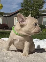 Rip, a male French Bulldog for sale in Mountain Home, ID – 3 of 4