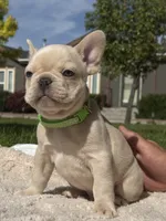 Rip, a male French Bulldog for sale in Mountain Home, ID – 4 of 4