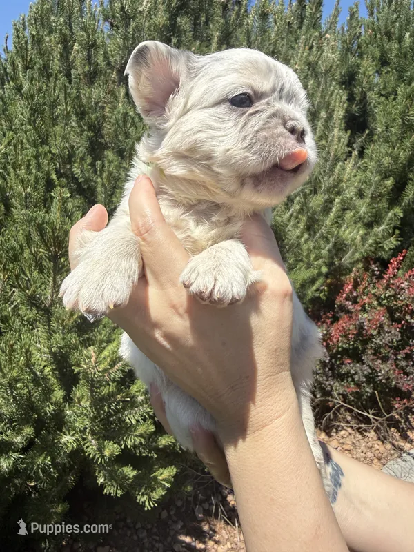 Sweet Pea – French Bulldog puppy for sale in Mountain Home, ID