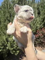 Sweet Pea, a female French Bulldog for sale in Mountain Home, ID – 1 of 8
