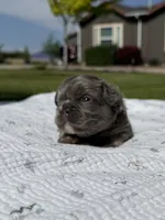 Tiny Tot, a male French Bulldog for sale in Mountain Home, ID – 2 of 7