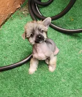 Asmund, a male Chinese Crested for sale in Pittsburgh, PA – 7 of 8
