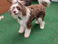 Sebastian "Bast", a male Chinese Crested for sale in Pittsburgh, PA – 2 of 4