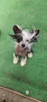 Astraea, a female Chinese Crested for sale in Pittsburgh, PA – 2 of 5