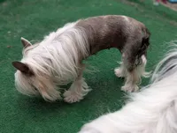 Lily, a female Chinese Crested for sale in Pittsburgh, PA – 4 of 4
