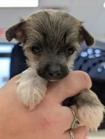 Aesop, a male Chinese Crested for sale in Pittsburgh, PA – 2 of 9