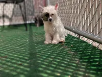 Dapple, a male Chinese Crested for sale in Pittsburgh, PA – 2 of 8