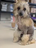 Lark, a female Chinese Crested for sale in Pittsburgh, PA – 5 of 5
