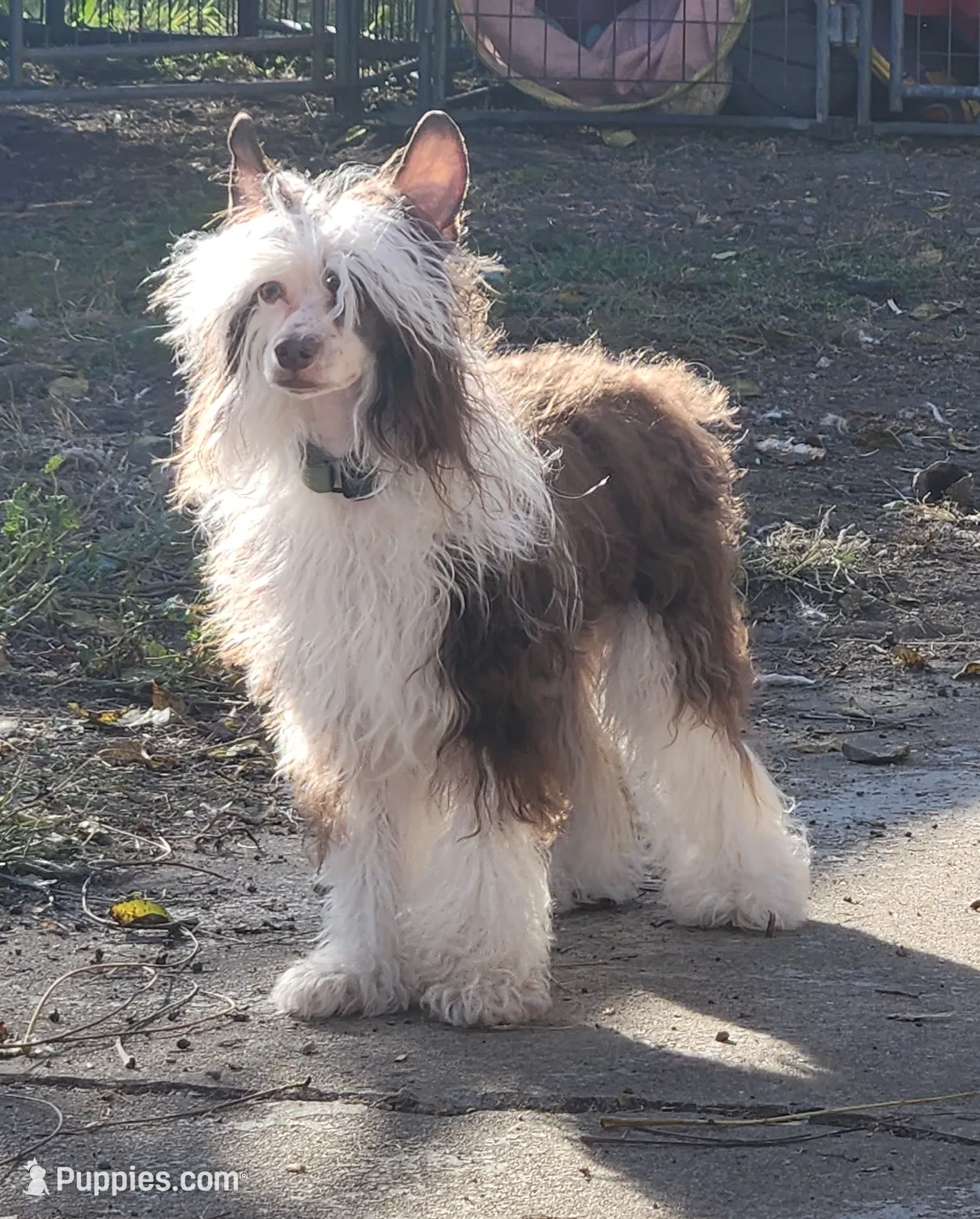 Sebastian, a male Chinese Crested for sale in New Castle, PA – Photo 2 of 6