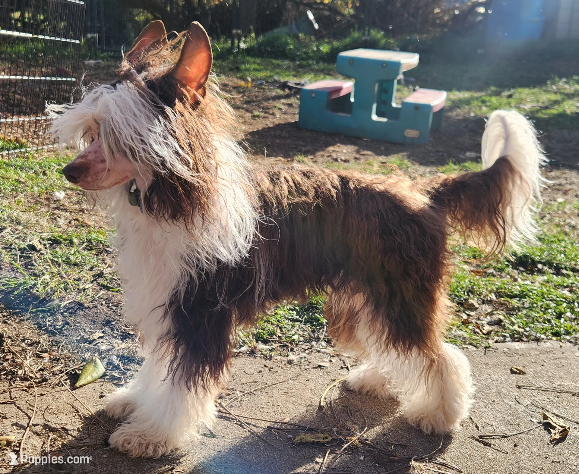 Sebastian, a male Chinese Crested for sale in New Castle, PA – Photo 3 of 6