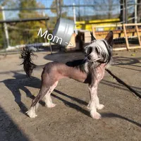 Sebastian, a male Chinese Crested for sale in New Castle, PA – Photo 5 of 6