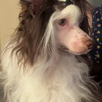 Sebastian, a male Chinese Crested for sale in New Castle, PA – Photo 4 of 6