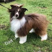 Sebastian, a male Chinese Crested for sale in New Castle, PA – Photo 6 of 6