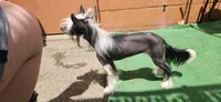 Astraea, a female Chinese Crested for sale in Pittsburgh, PA – 5 of 5