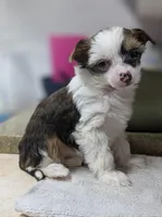 Elowynn, a female Chinese Crested for sale in New Castle, PA – Photo 3 of 10