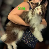 Elowynn, a female Chinese Crested for sale in New Castle, PA – Photo 9 of 10