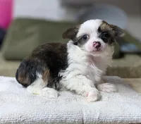 Elowynn, a female Chinese Crested for sale in New Castle, PA – Photo 4 of 10