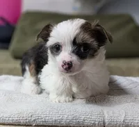 Elowynn, a female Chinese Crested for sale in New Castle, PA – Photo 1 of 10