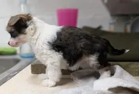 Elowynn, a female Chinese Crested for sale in New Castle, PA – Photo 2 of 10