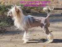 Elowynn, a female Chinese Crested for sale in New Castle, PA – Photo 10 of 10