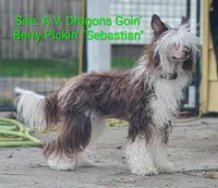 Elowynn, a female Chinese Crested for sale in New Castle, PA – Photo 8 of 10