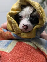 Elowynn, a female Chinese Crested for sale in New Castle, PA – Photo 7 of 10