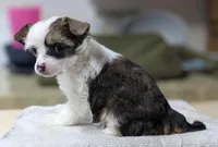 Elowynn, a female Chinese Crested for sale in New Castle, PA – Photo 6 of 10