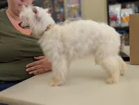 Dapple, a male Chinese Crested for sale in Pittsburgh, PA – 7 of 7