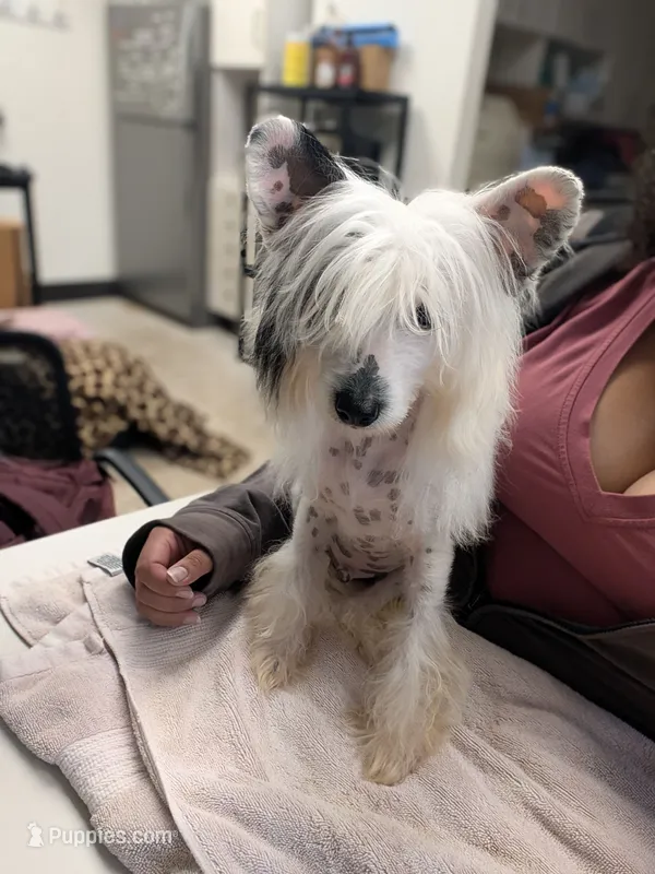 Valemon – Chinese Crested puppy for sale in Pittsburgh, PA