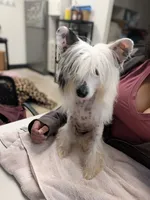 Valemon, a female Chinese Crested for sale in Pittsburgh, PA – 1 of 3