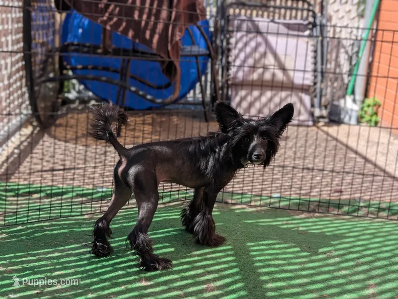 Grimm – Chinese Crested puppy for sale in Pittsburgh, PA
