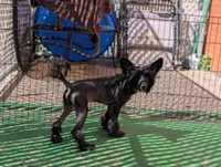 Grimm, a male Chinese Crested for sale in Pittsburgh, PA – 1 of 10
