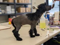 Grimm, a male Chinese Crested for sale in Pittsburgh, PA – 8 of 10