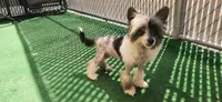 Ether, a male Chinese Crested for sale in Pittsburgh, PA – 5 of 5