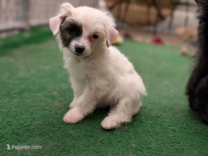 Dapple – Chinese Crested puppy for sale in Pittsburgh, PA