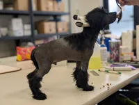 Grimm, a male Chinese Crested for sale in Pittsburgh, PA – 9 of 10