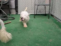 Dapple, a male Chinese Crested for sale in Pittsburgh, PA – 5 of 7